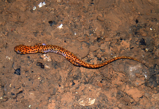 Cave Salamander Swimming
